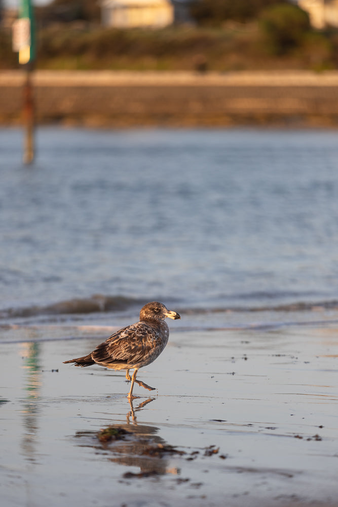 A young seagull stands on a wet sandy beach at sunset. The bird is facing right, with its beak slightly open. The water reflects the golden light of the setting sun.