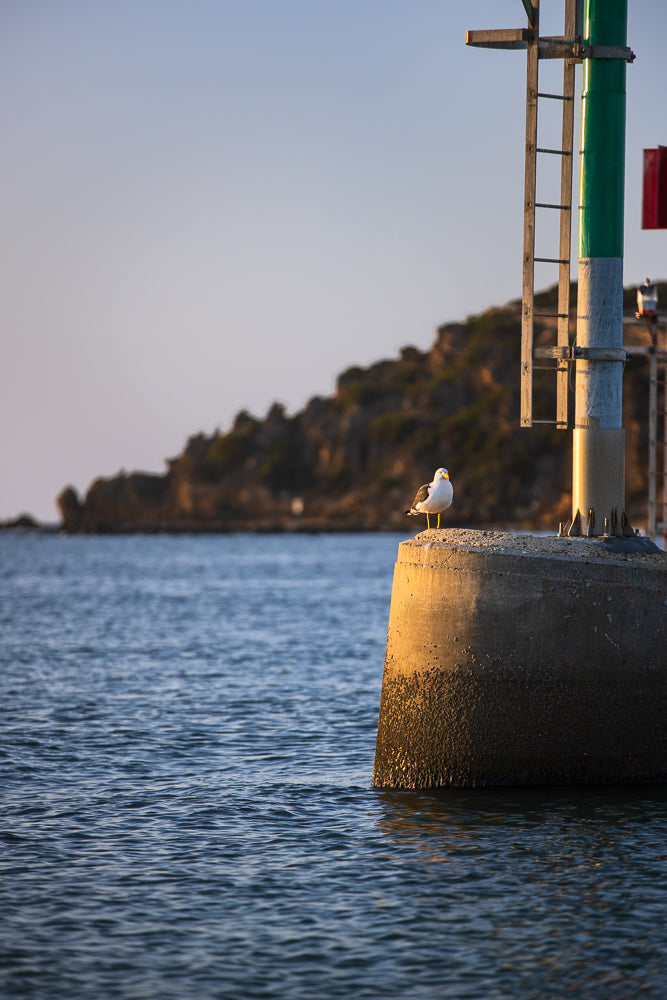 A seagull stands on a concrete pillar in the water, with a green and gray navigation marker behind it. The sun is setting, casting a warm glow on the scene.