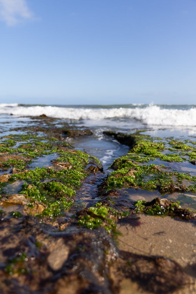 A low-angle shot of a rocky shoreline covered in green seaweed. Small pools of water reflect the blue sky, and waves crash in the background.
