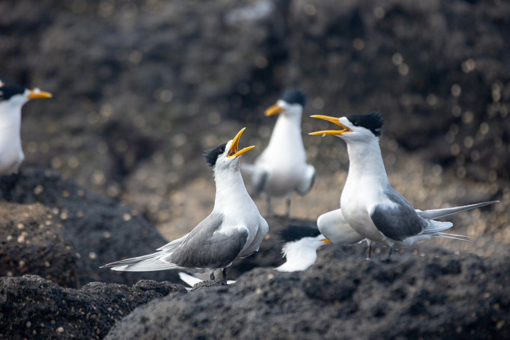 A group of elegant terns with black crests and bright yellow beaks stand on dark, rocky terrain. One tern in the foreground has its beak wide open, as if calling out.