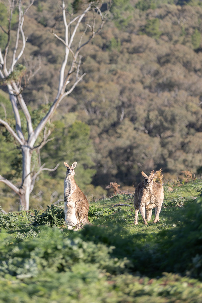 Two kangaroos stand in a grassy field with a bare tree and a wooded hillside in the background. The kangaroo on the left is facing forward, while the kangaroo on the right is facing slightly towards the viewer.