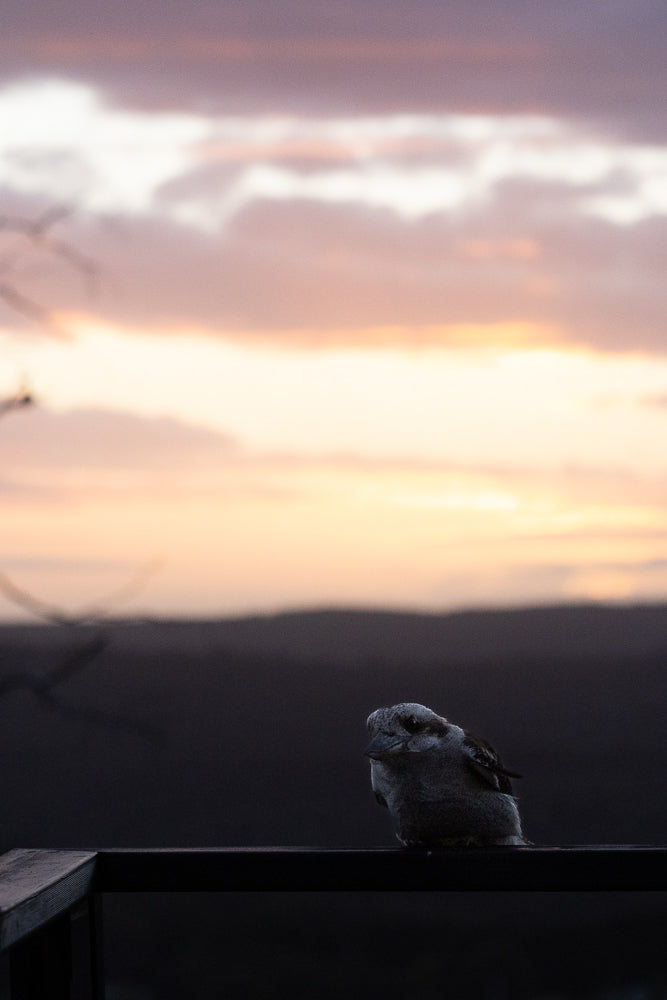 A kookaburra sits on a dark railing against a soft pink and orange sunset sky. The bird is facing left, with its head slightly tilted.