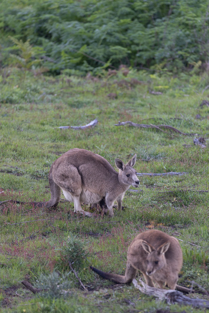 A mother kangaroo stands in a grassy field with a joey peeking out of her pouch. Another kangaroo is in the foreground, blurred.