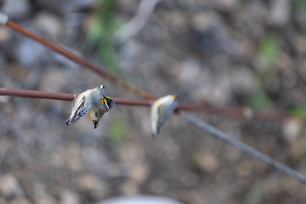 Two small birds with black and white striped heads and yellow markings perch on a thin, rusty wire. The bird in the foreground is facing left, while the bird behind it is facing right.