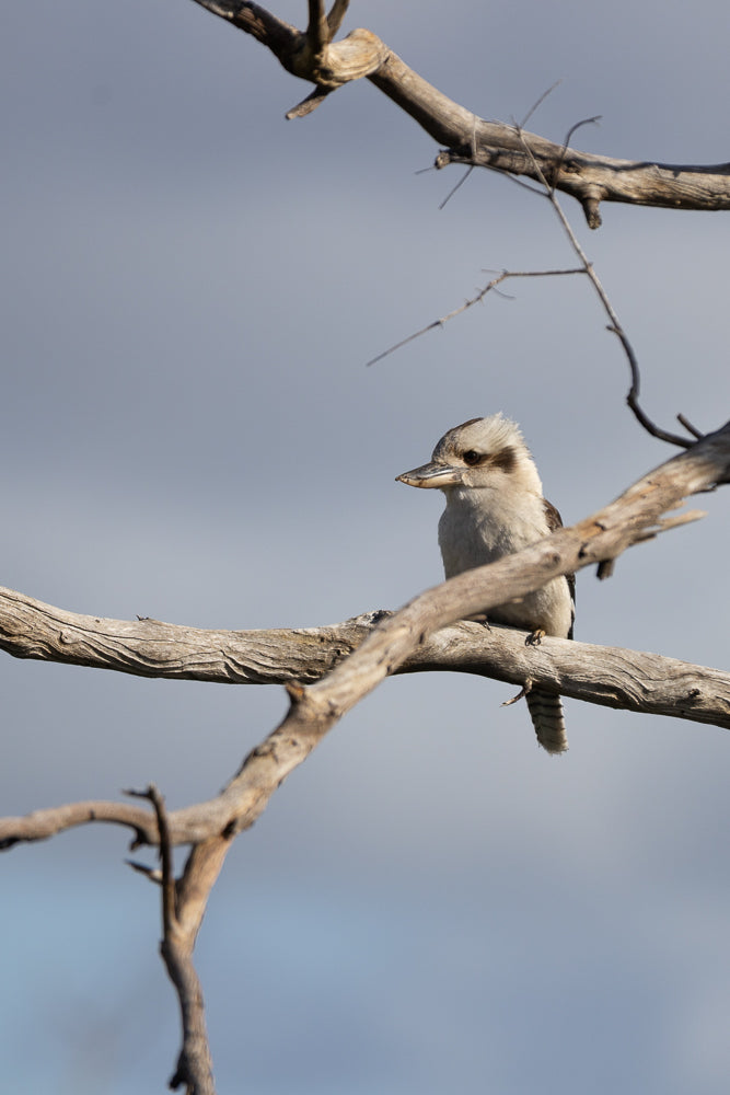 A kookaburra bird with distinctive brown and white markings sits on a weathered, grey tree branch against a soft blue sky.