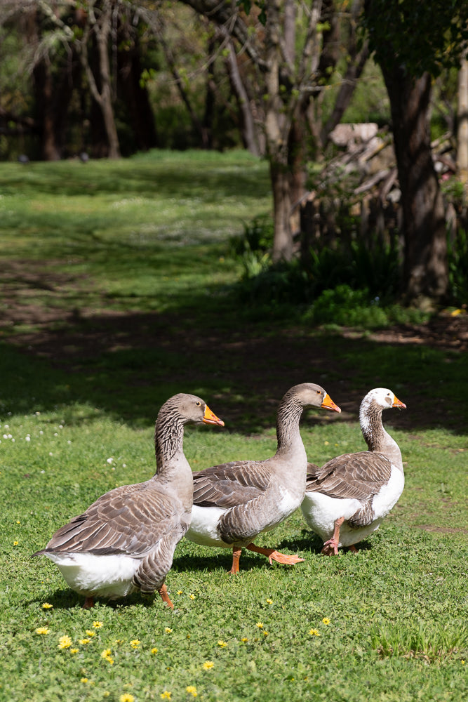 Three geese walk across a grassy field dotted with small yellow flowers. The geese are mostly gray and white with orange beaks. Trees and shadows are visible in the background.
