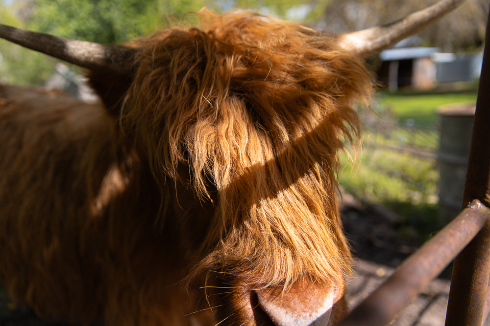 A close-up, head-on shot of a Highland cow's face, its long, shaggy, ginger-colored hair obscuring its eyes. One horn is visible curving upwards and to the left. The background is blurred green foliage and a rustic fence.