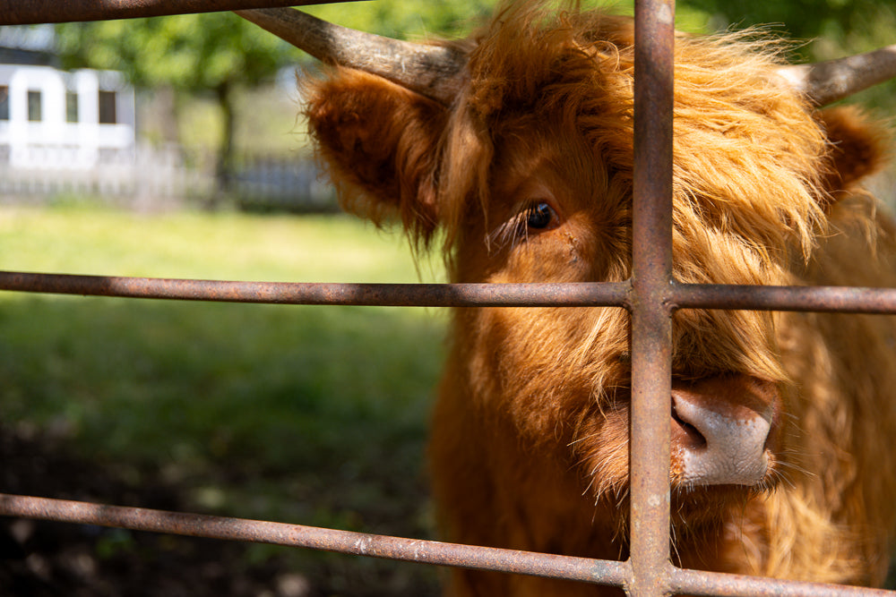 A close-up shot of a fluffy, brown Highland cow's face peeking through a rusty metal fence. The cow has long, shaggy hair and a gentle expression.
