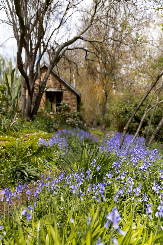 A stone cottage is nestled amongst a carpet of vibrant bluebells and lush green foliage. The scene is bathed in soft daylight, creating a serene and picturesque garden setting.