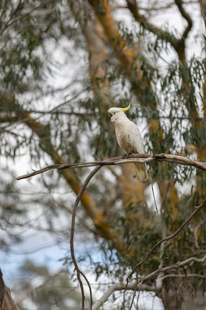 A Sulphur-crested cockatoo with a bright yellow crest perches on a tree branch, looking to the left. The background is blurred with trees and sky.
