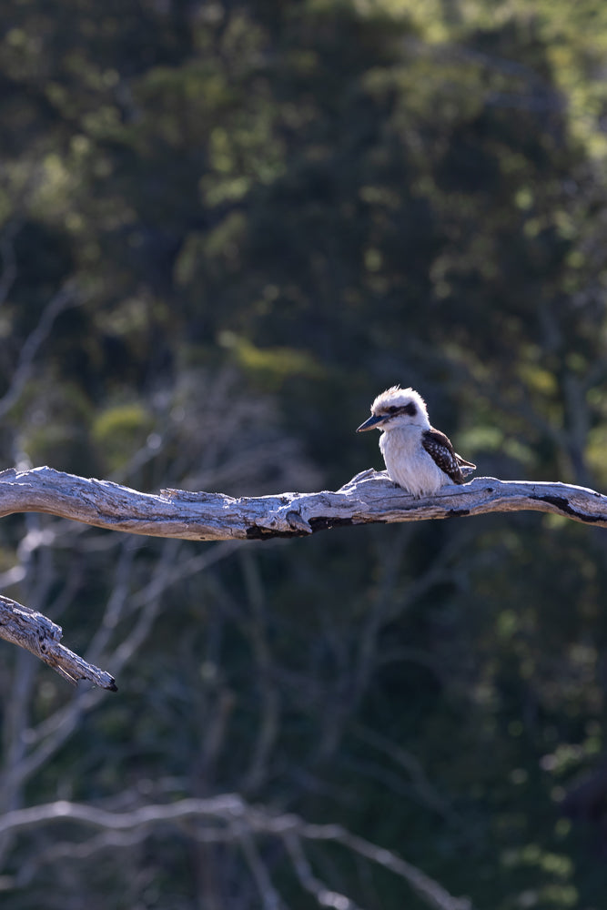 A kookaburra bird with distinctive brown and white markings sits on a weathered grey branch. The background is a soft blur of dark green foliage, suggesting a natural, outdoor setting.