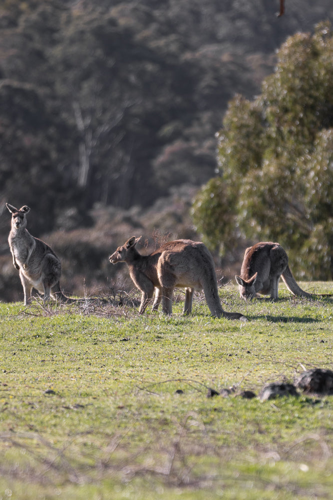 Three kangaroos graze in a grassy field. The kangaroo on the left stands alert, facing the camera. The middle kangaroo is bent over, eating grass, and the kangaroo on the right is also grazing.