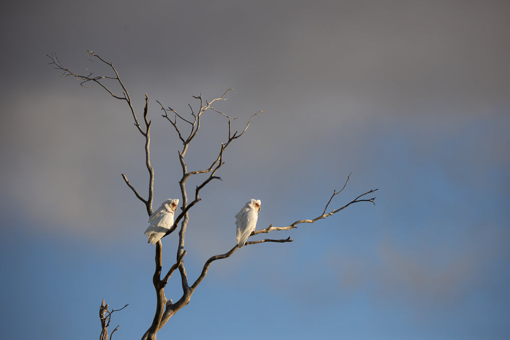 Two white little corella cockatoos perch on the bare branches of a dead tree against a cloudy blue sky. The cockatoos are facing away from each other, with one looking to the left and the other to the right.