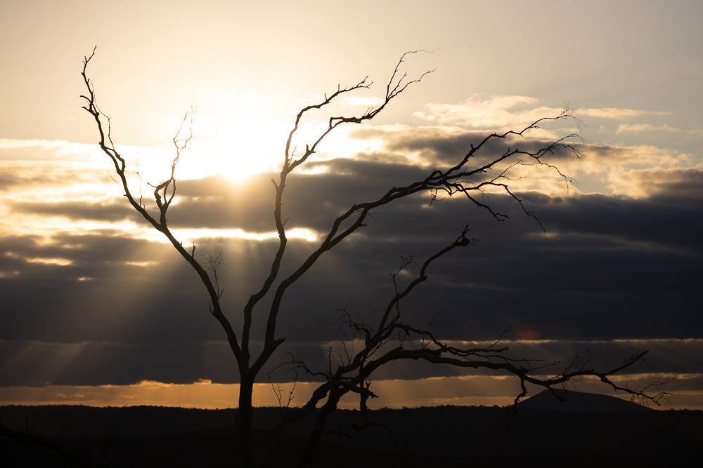Silhouette of a dead tree with bare branches against a dramatic sunset sky. Sunbeams break through dark clouds, illuminating the horizon with golden light.