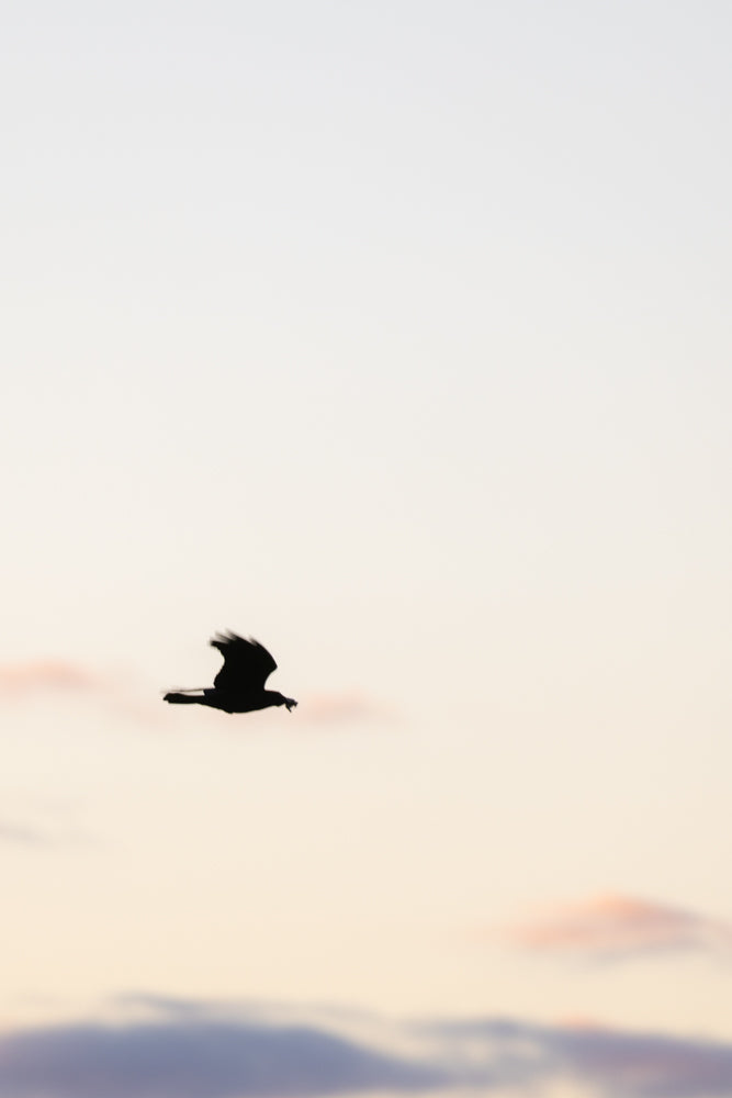 A silhouette of a bird in flight against a pale sky, with hints of pink and orange clouds. The bird appears to be carrying something small in its beak.