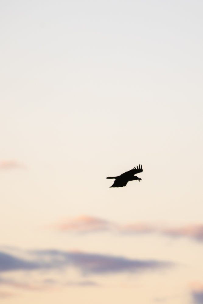 A soft focus image of a pale sky with wispy clouds in shades of pink and purple.