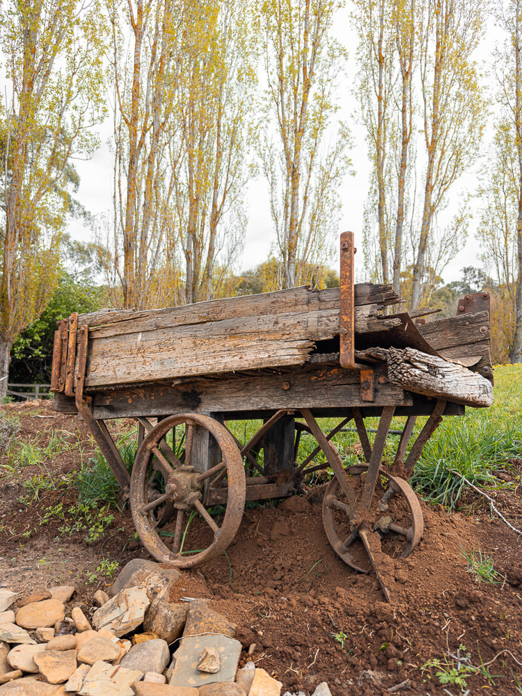 An old, weathered wooden cart with rusty metal wheels sits in the dirt, surrounded by grass and rocks. Tall trees with yellowing leaves are visible in the background.