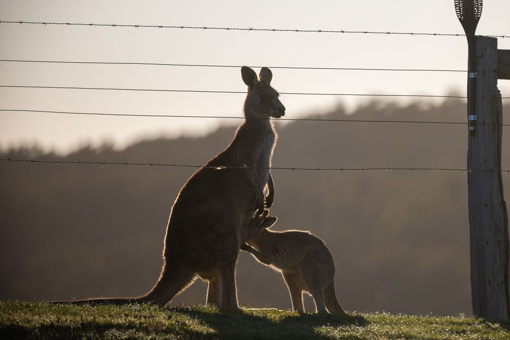 A mother kangaroo stands silhouetted against the sunrise, nursing her joey. They are in a grassy field, with barbed wire fence in the foreground and a blurred hillside in the background.