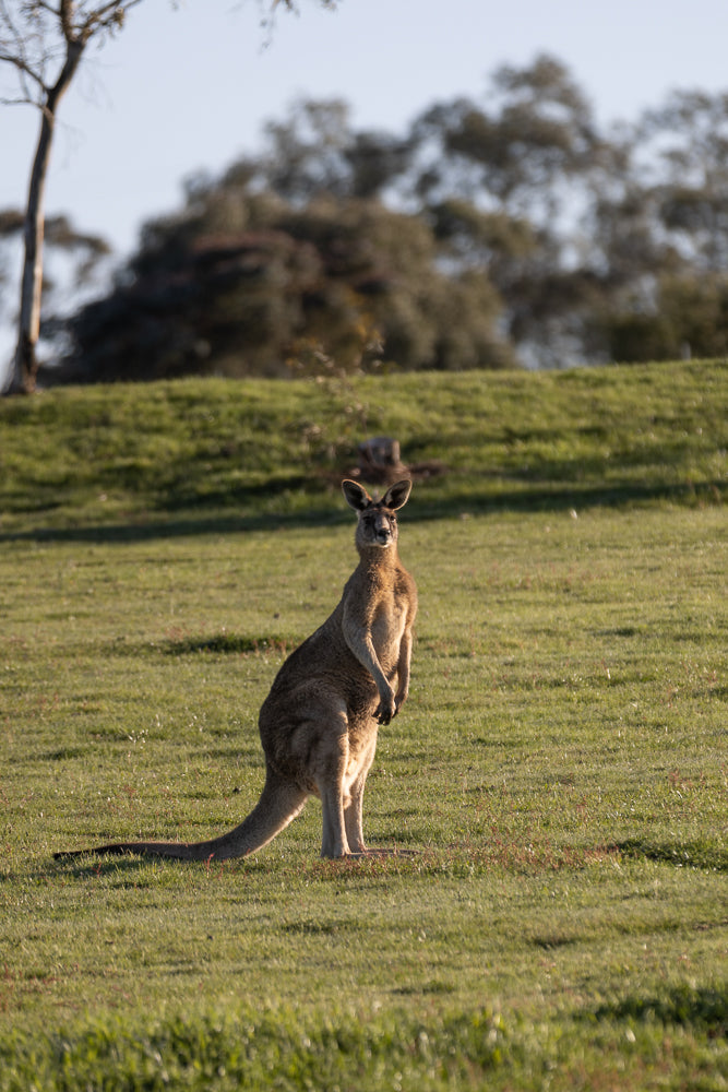 A kangaroo stands upright in a grassy field, looking towards the camera. The sun casts a warm glow on its fur, highlighting its muscular build and large ears. The background is softly blurred, showing a gentle slope of green grass and trees under a clear sky.