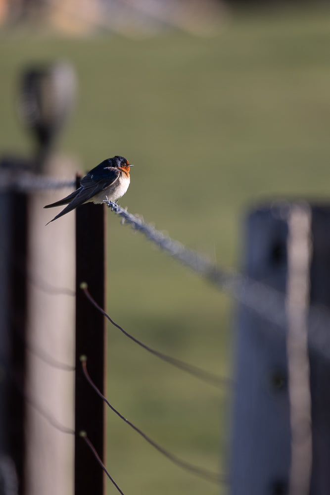 A barn swallow with iridescent blue-black upperparts and reddish-brown throat and forehead perches on a barbed wire fence in soft, natural light.
