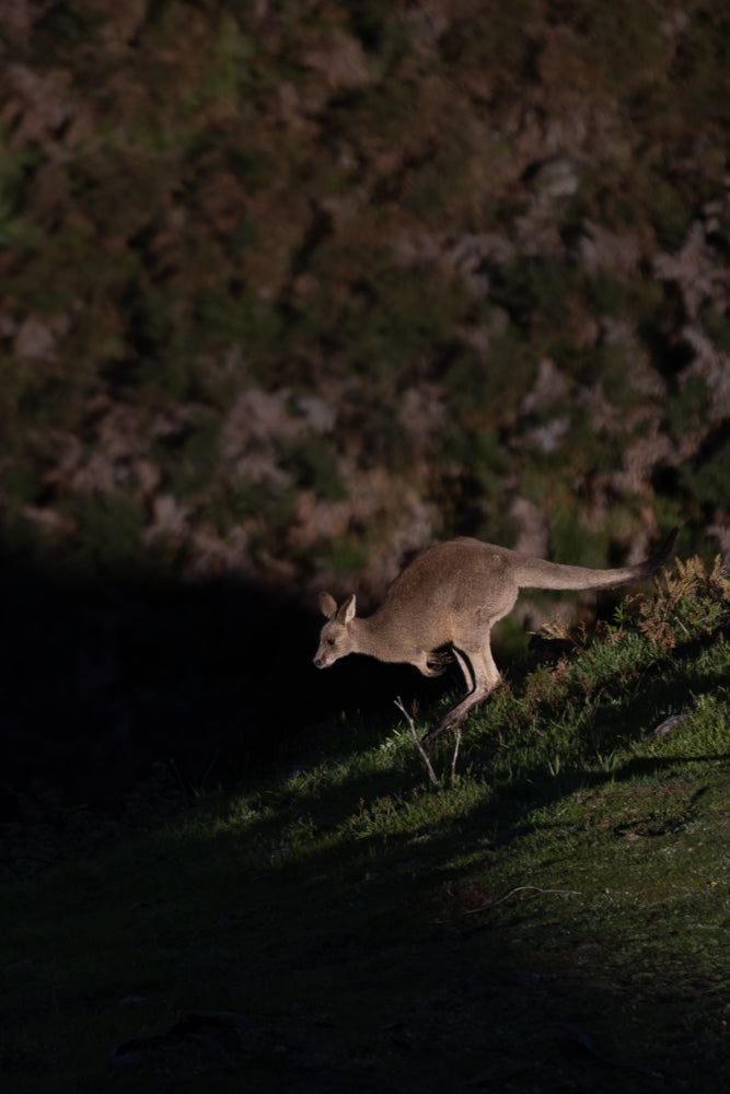 A kangaroo is captured mid-leap on a grassy slope, with its body angled to the left and its tail extended for balance. The background is a dark, blurred hillside.