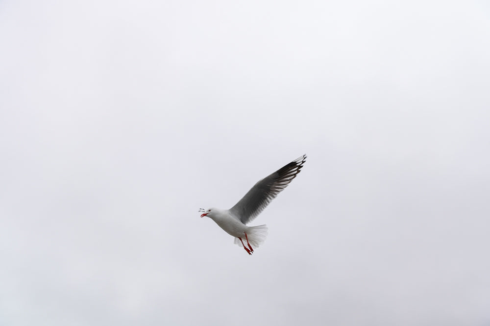 A seagull in flight against a pale, overcast sky. Its wings are spread, and its beak is open, possibly catching insects or food in the air. The bird's white body and grey wings are clearly visible.