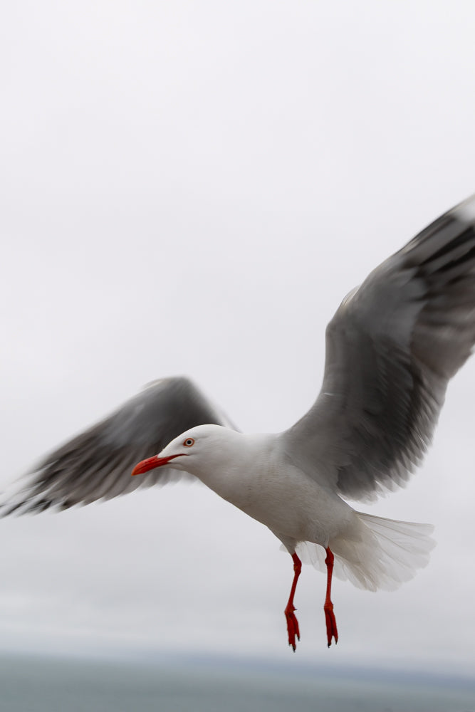 A seagull in flight, with its wings spread wide against a pale, overcast sky. The bird has white plumage, a red beak, and bright orange legs and feet.