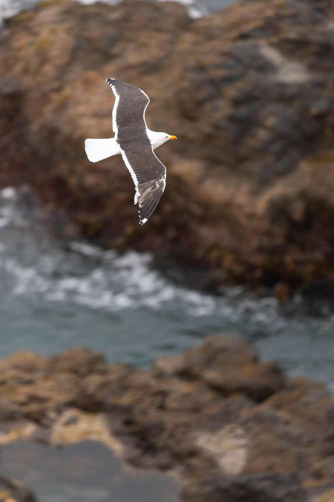 A seagull with white and gray wings and a yellow beak flies over the choppy, gray water near a rocky shore.