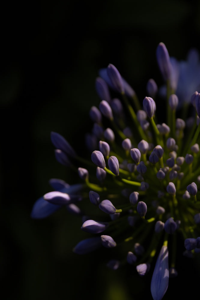 A close-up shot of a cluster of purple Agapanthus flower buds against a dark background. The buds are tightly packed on green stems, with some beginning to unfurl.