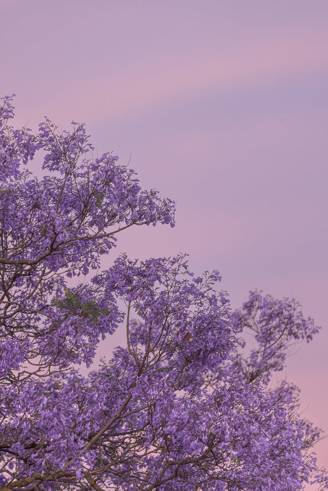 A jacaranda tree in full bloom with vibrant purple flowers against a soft pink and lavender sky.