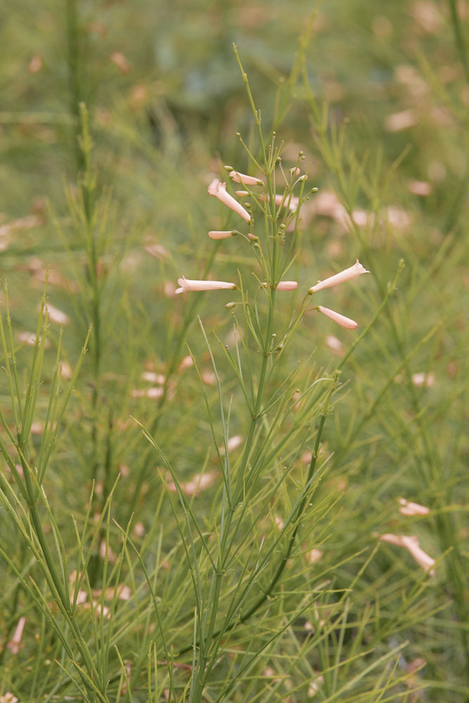 A close-up shot of a plant with thin green stems and delicate, pale pink tubular flowers. The background is softly blurred, emphasizing the plant's delicate structure.