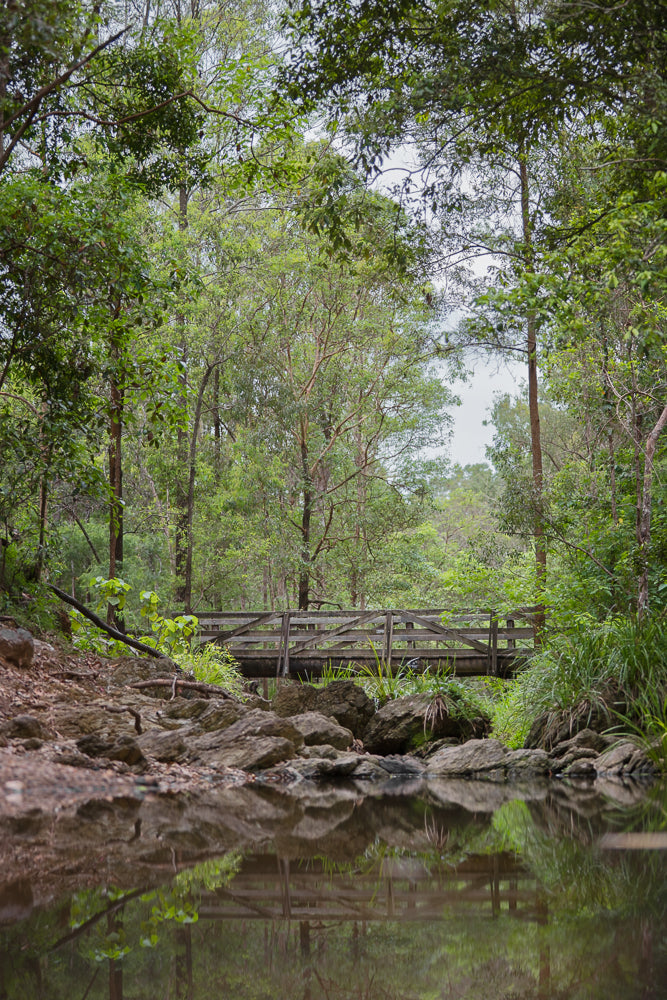 A wooden bridge spans a shallow stream in a lush forest. The water reflects the trees and the bridge, creating a serene natural scene.