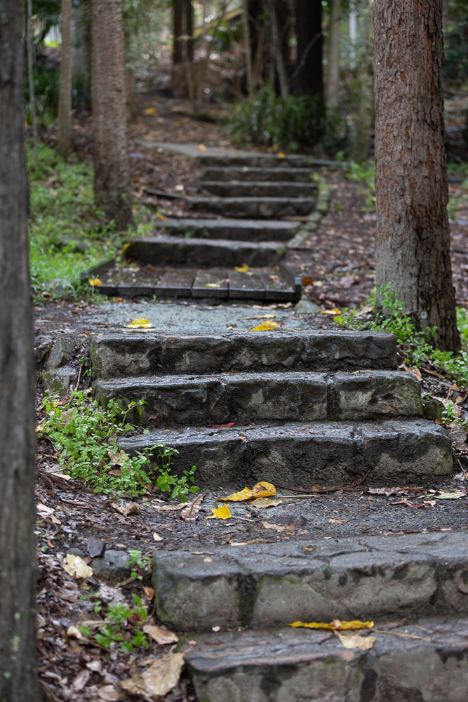 A stone staircase winds upwards through a forest. The steps are wet and some have fallen yellow leaves on them. Trees with rough bark line the path.