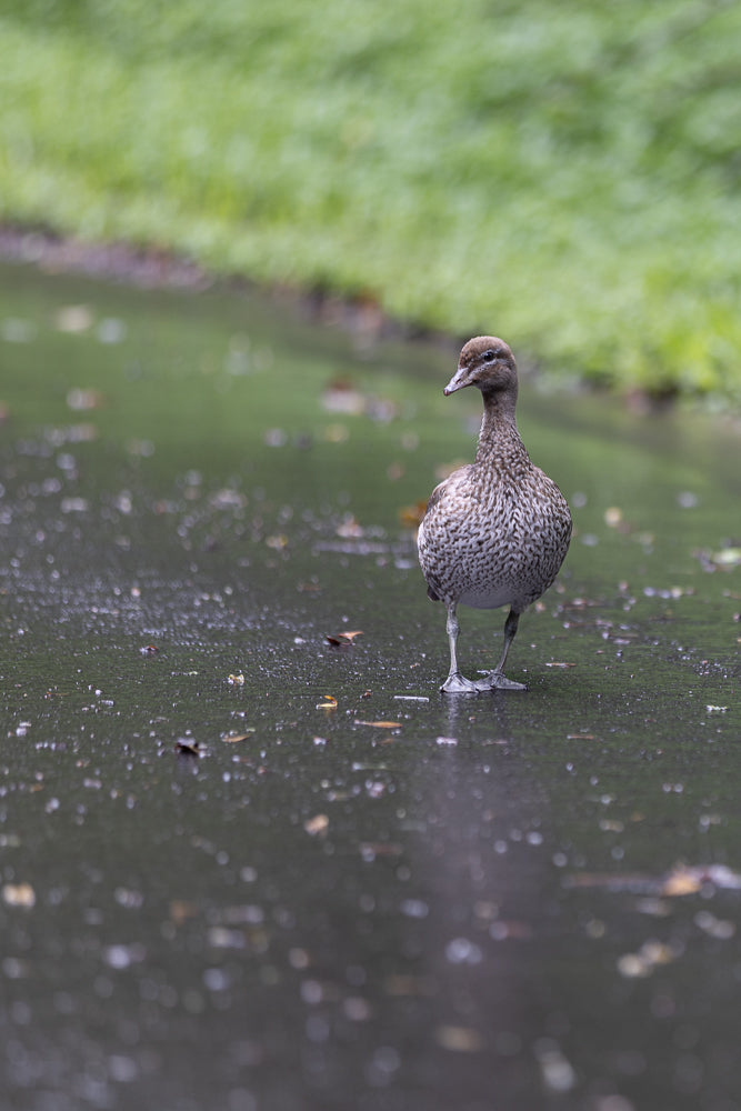 A speckled brown duck stands on a wet, dark surface with blurred green grass in the background.