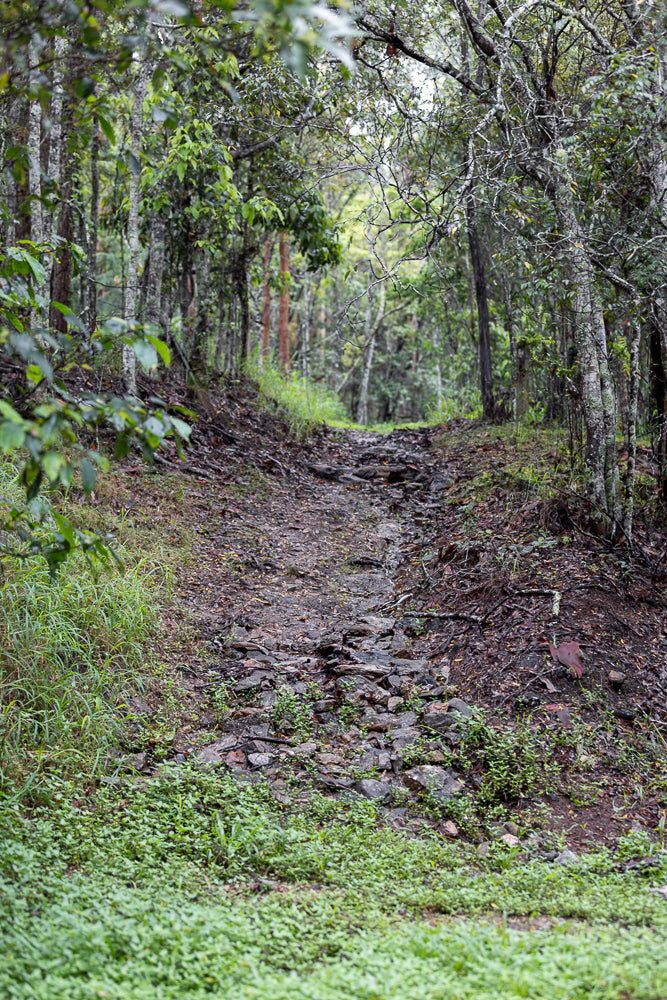 A rocky, uphill path winds through a dense forest with lush green foliage and moss-covered trees.