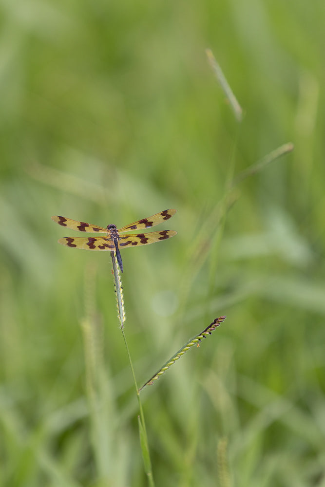 A Halloween Pennant dragonfly with yellow and brown patterned wings rests on a blade of grass. The background is a soft blur of green foliage.