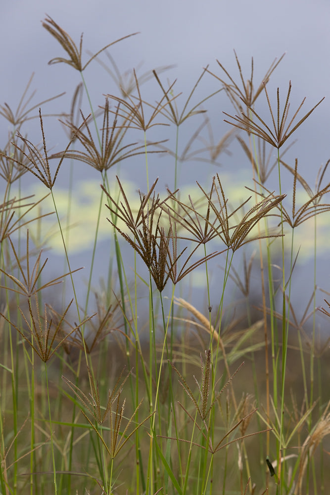 A close-up, vertical shot of tall grass with feathery seed heads. The grass is green and brown, with a soft, out-of-focus blue and green background.
