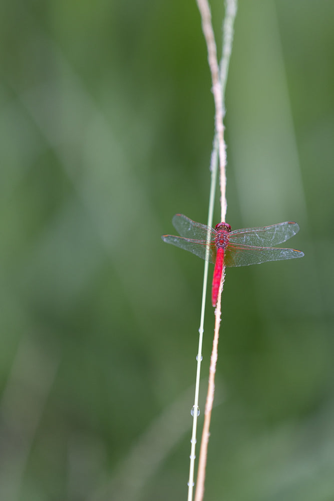 A close-up, shallow depth of field shot shows a bright red dragonfly perched on a thin blade of grass. The grass has several small water droplets clinging to it. The background is a soft, out-of-focus green.