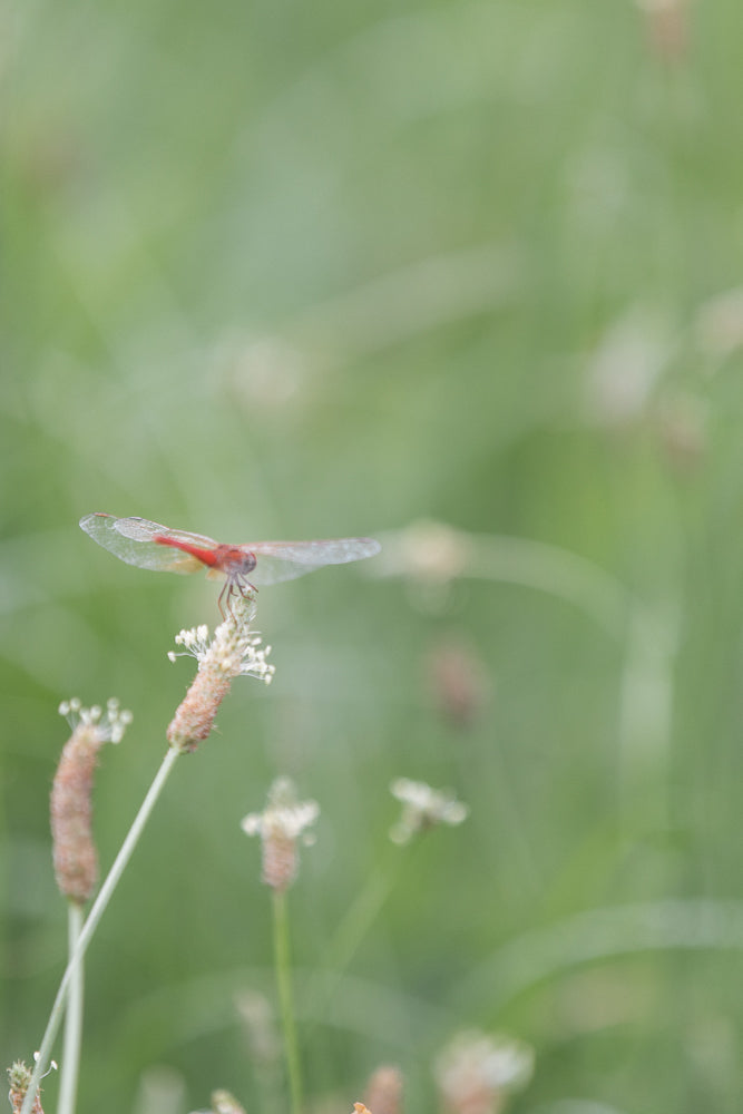 A red dragonfly with transparent wings rests on a small plant with white flowers. The background is a soft blur of green foliage.