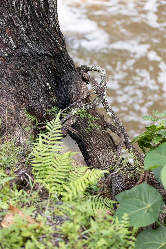 The gnarled roots of an old tree twist and turn, clinging to the bank of a muddy river. Lush green ferns and broad leaves sprout from the damp earth, creating a vibrant contrast with the dark, textured bark of the tree. The water, a murky brown, flows gently, reflecting the soft light of the sky.