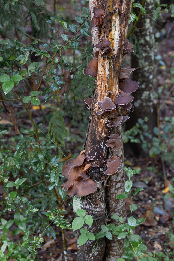 A cluster of brown, ear-shaped fungi grows on a decaying tree trunk in a forest setting. Green foliage surrounds the trunk, with some leaves showing water droplets.