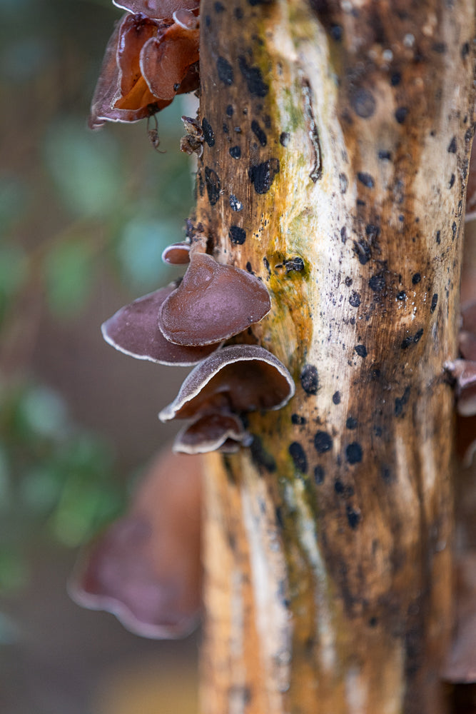 Close-up of brown, ear-shaped fungi growing on a weathered, textured piece of wood. The wood has dark spots and streaks of green and yellow.