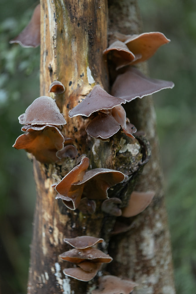A cluster of brown, ear-shaped mushrooms grows on a weathered, vertical tree trunk. The mushrooms have translucent, wavy edges and are lit from behind, revealing their delicate structure against a soft, green, out-of-focus background.