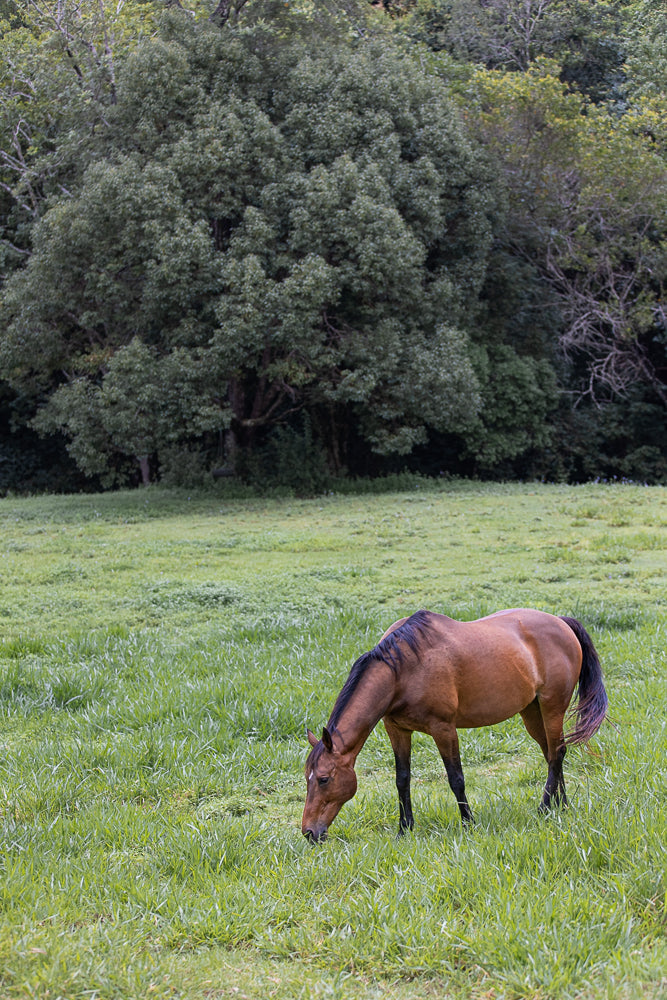 A brown horse with a dark mane grazes in a lush green field. Tall trees form a dense forest in the background under an overcast sky.