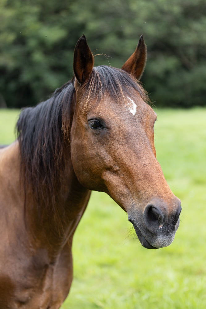 A close-up portrait of a brown horse with a dark mane and a white blaze on its forehead. The horse is looking to the right, with its ears perked forward. The background is a soft blur of green grass and trees.
