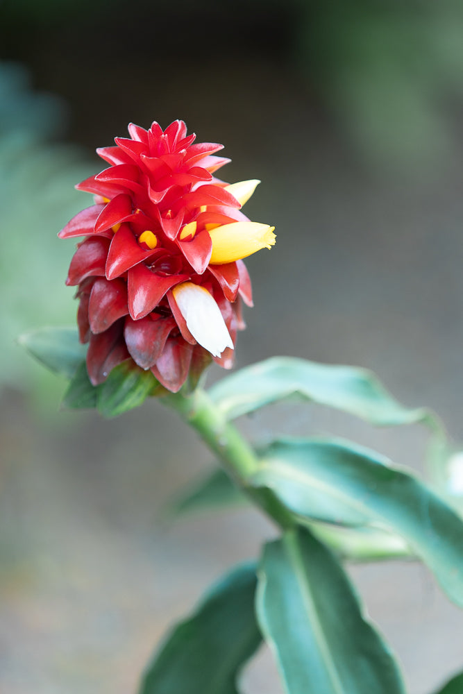 A close-up of a red ginger flower with yellow and white accents, set against a blurred green and gray background. The flower has layered petals and a central stalk.