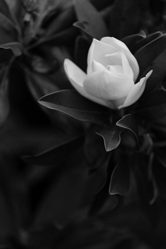 A black and white close-up of a magnolia flower with dark leaves. The flower is partially open, revealing its delicate petals.