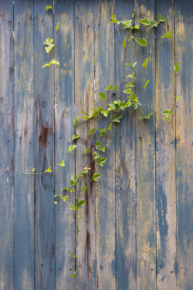 A vine with green leaves climbs up a weathered, blue-painted wooden fence. The paint is peeling, revealing yellow and brown undertones, and the wood planks show signs of age and wear.