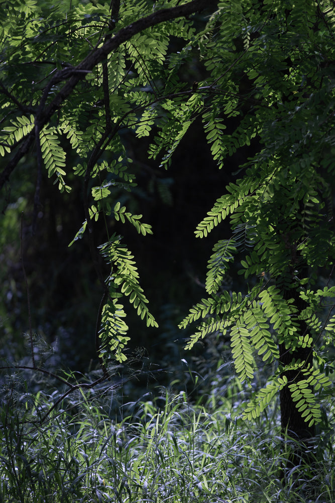 Sunlight filters through the delicate green leaves of a tree, illuminating them against a dark, blurred background. Tall grasses in the foreground are also touched by the light.