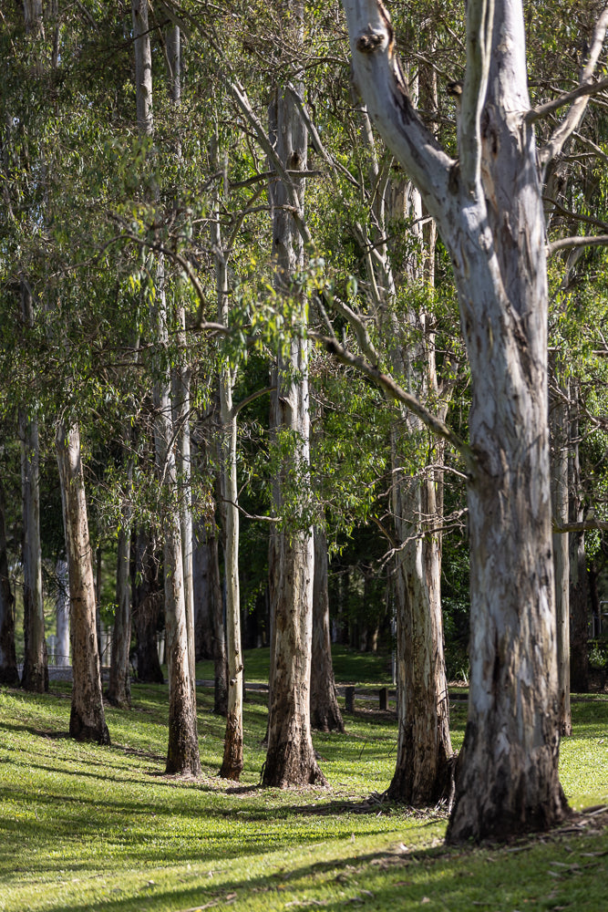 A grove of tall eucalyptus trees with light gray, peeling bark stands on a grassy slope. Sunlight filters through the leaves, casting dappled shadows on the green grass.
